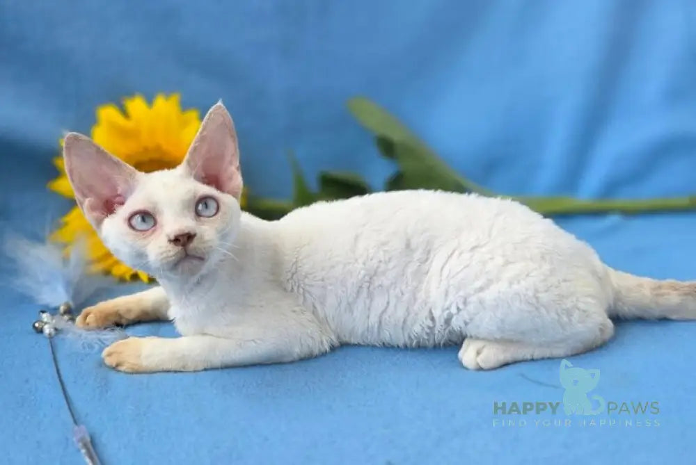 Roy Devon Rex male lilac van pointed live animals