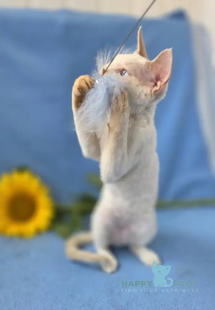 Roy Devon Rex male lilac van pointed live animals