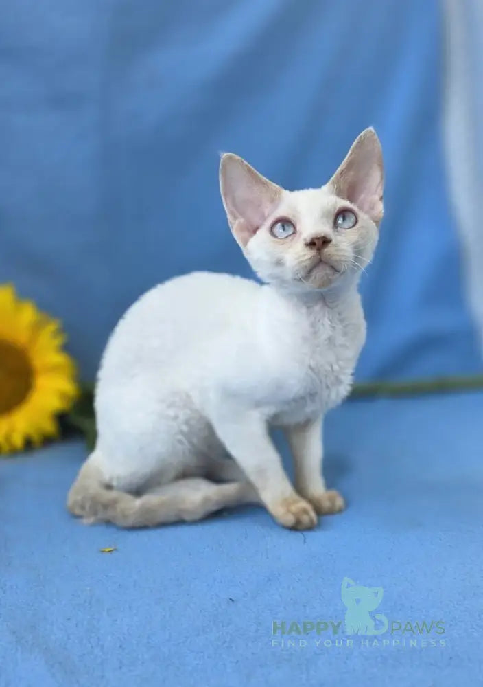 Roy Devon Rex male lilac van pointed live animals
