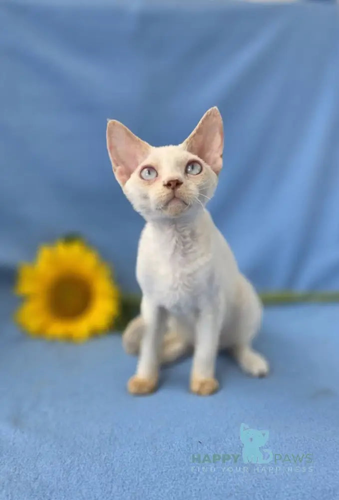 Roy Devon Rex male lilac van pointed live animals