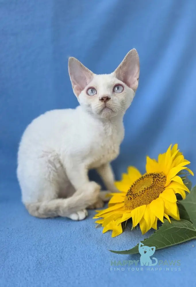 Roy Devon Rex male lilac van pointed live animals