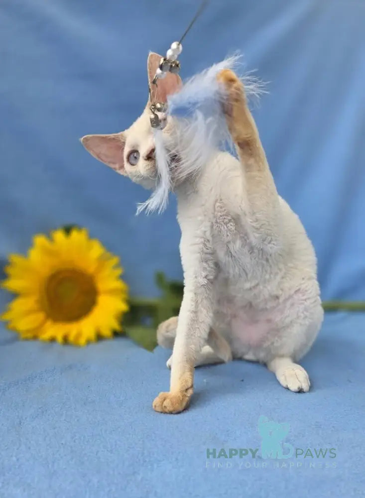 Roy Devon Rex male lilac van pointed live animals
