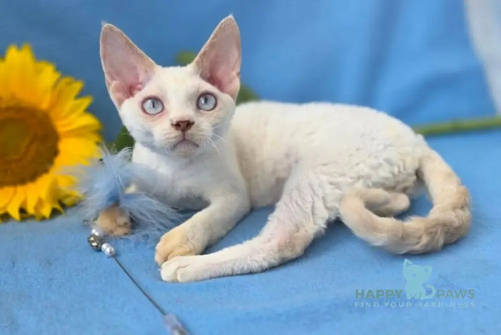 Roy Devon Rex male lilac van pointed live animals