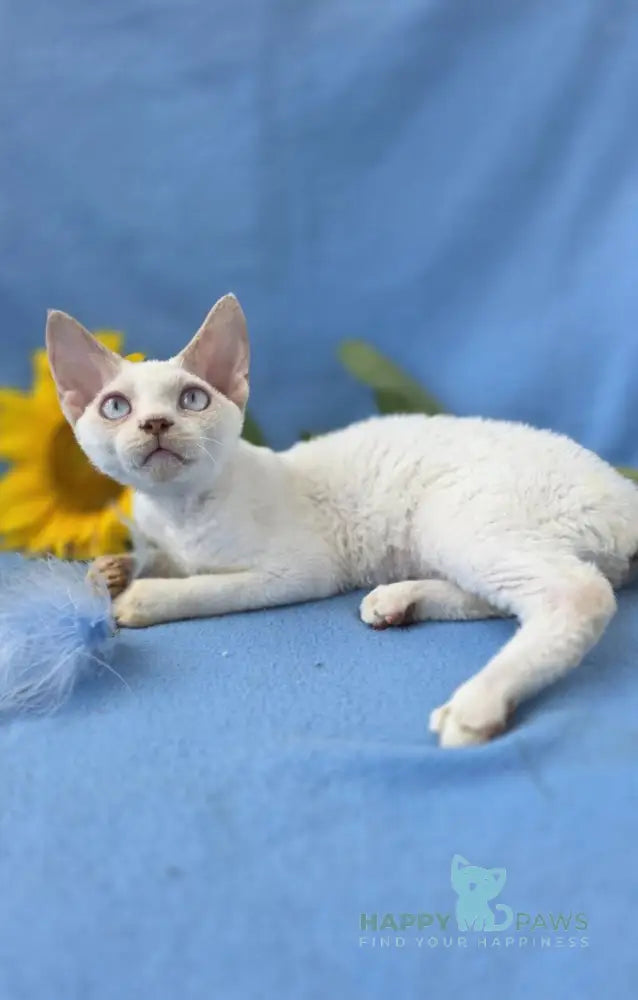 Roy Devon Rex male lilac van pointed live animals