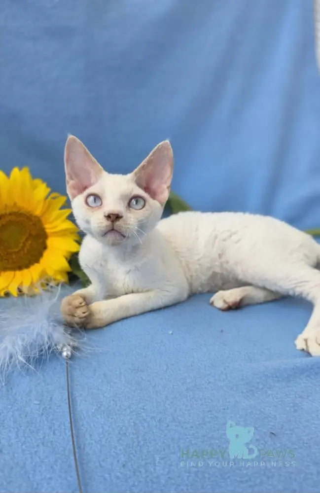 Roy Devon Rex male lilac van pointed live animals