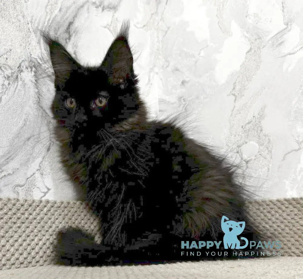 Roy Maine Coon male black live animals