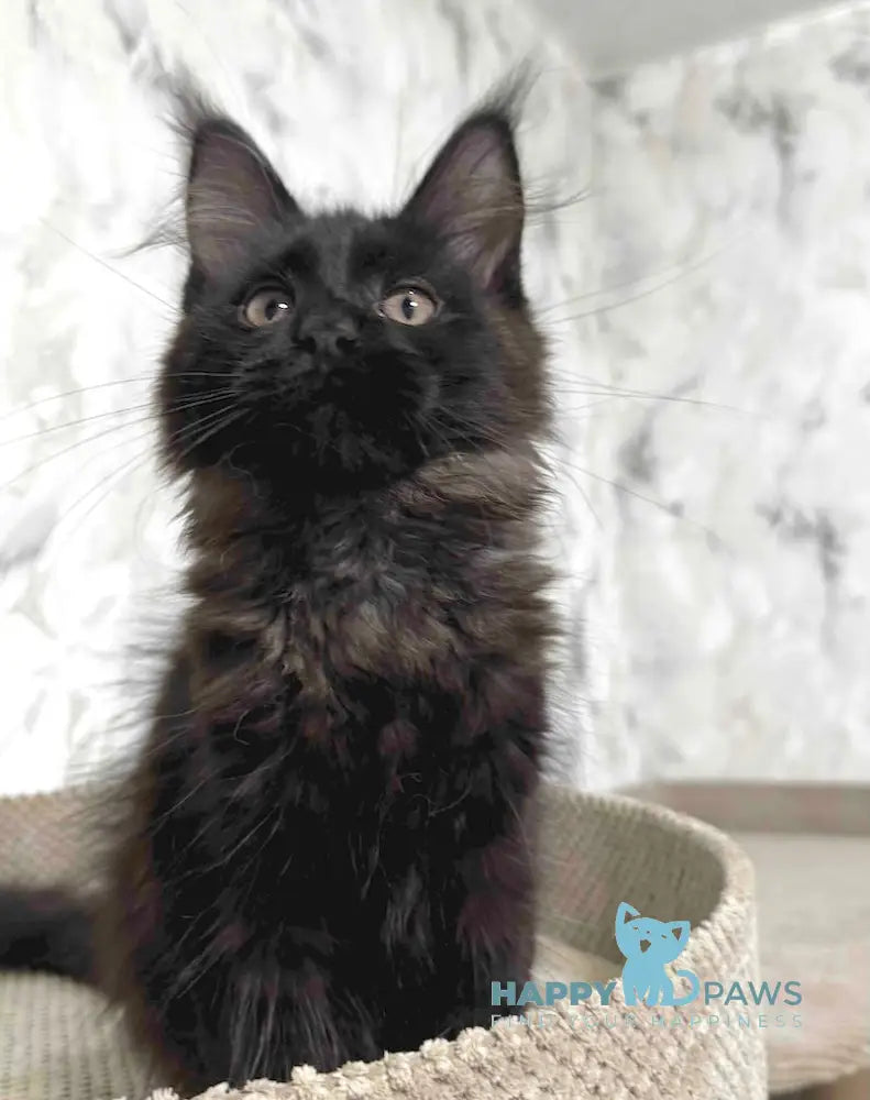 Roy Maine Coon male black live animals