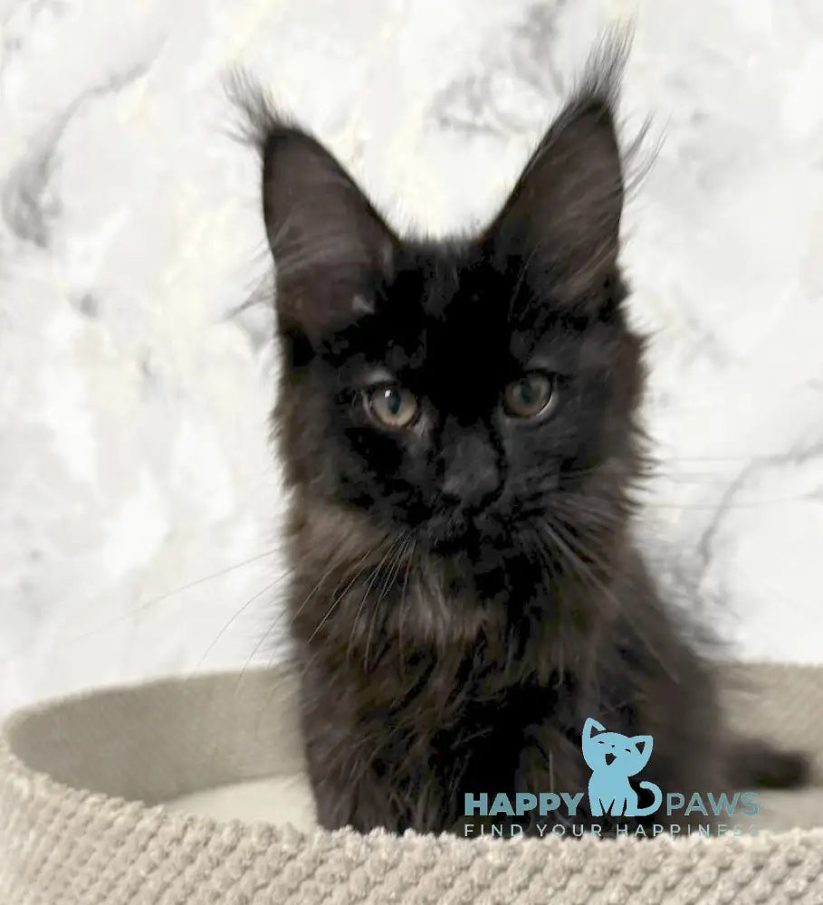 Roy Maine Coon male black live animals
