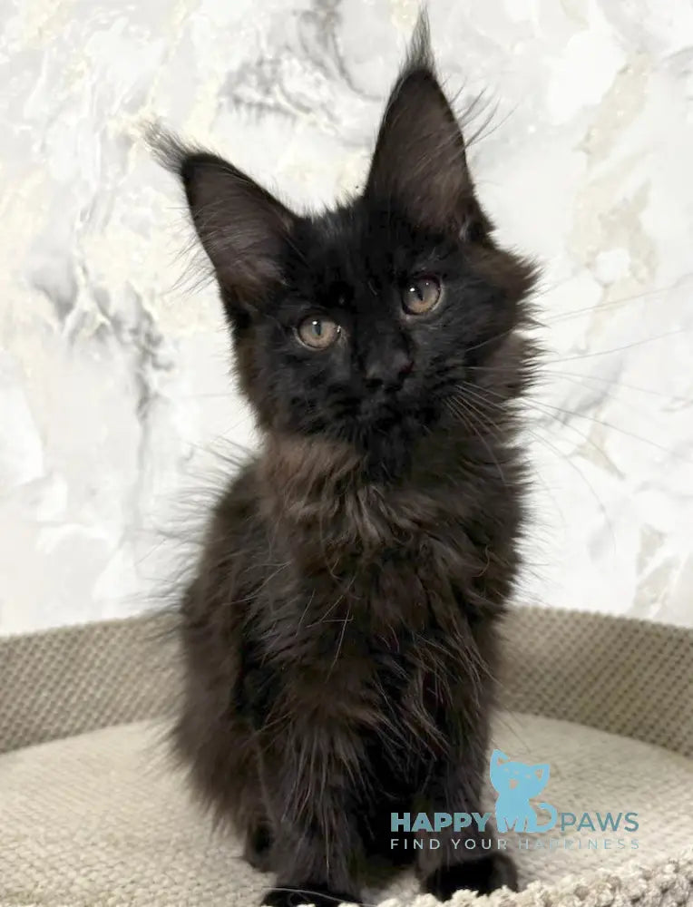 Roy Maine Coon male black live animals