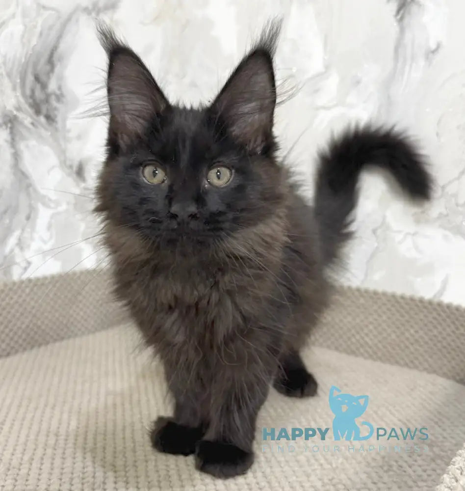 Roy Maine Coon male black live animals