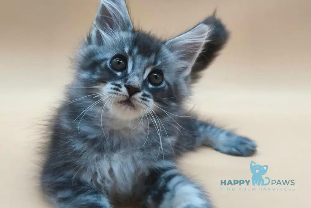 Roy Maine Coon male blue tabby live animals