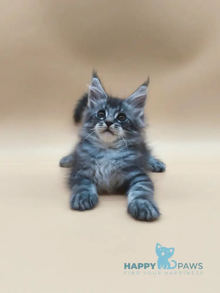 Roy Maine Coon male blue tabby live animals