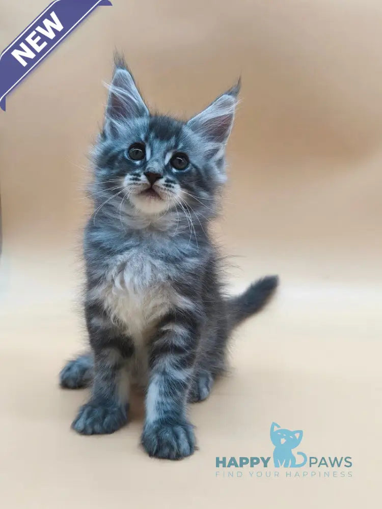 Roy Maine Coon male blue tabby live animals