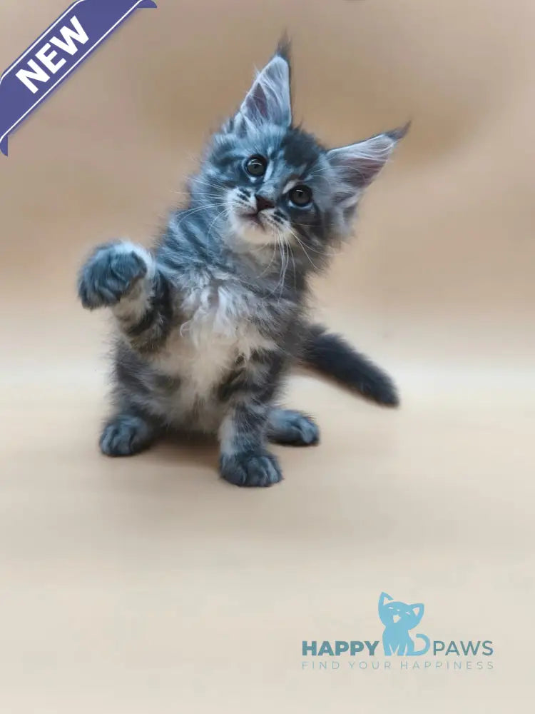 Roy Maine Coon male blue tabby live animals