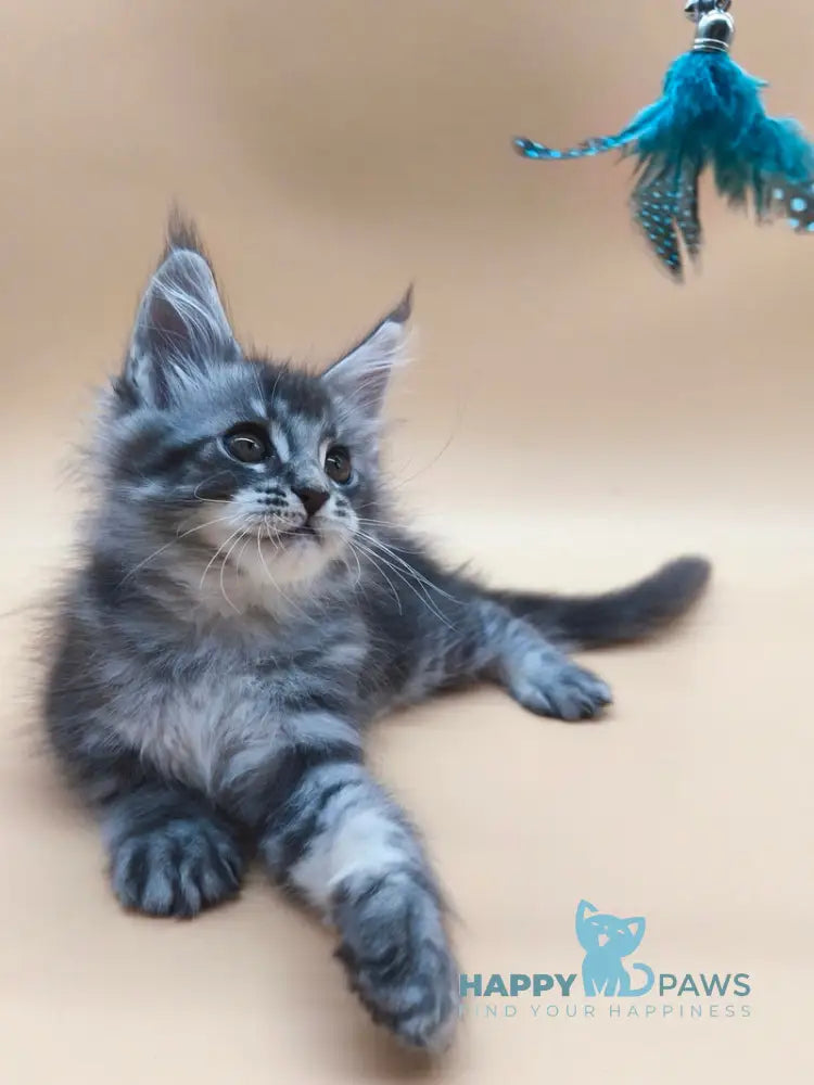 Roy Maine Coon male blue tabby live animals