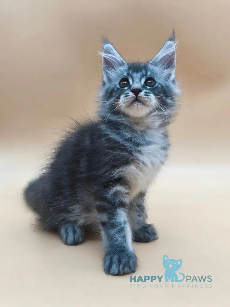 Roy Maine Coon male blue tabby live animals