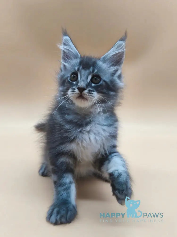 Roy Maine Coon male blue tabby live animals