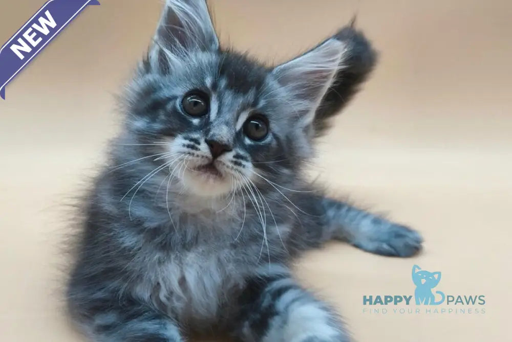 Roy Maine Coon male blue tabby live animals