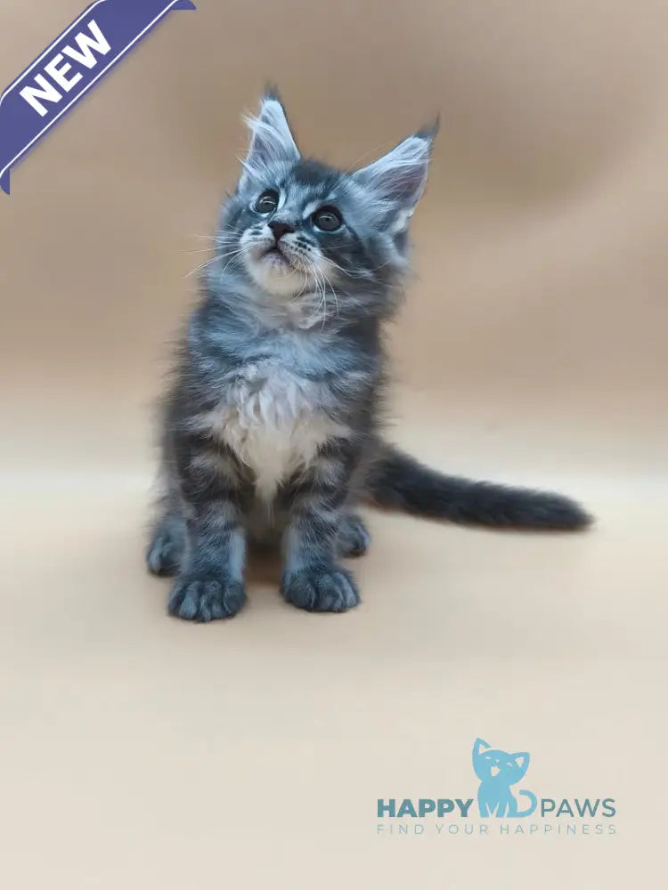 Roy Maine Coon male blue tabby live animals