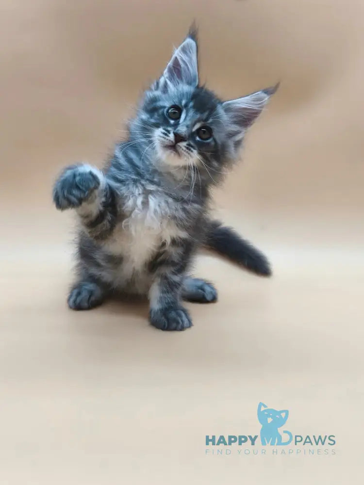 Roy Maine Coon male blue tabby live animals