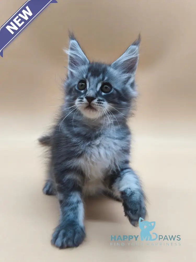 Roy Maine Coon male blue tabby live animals