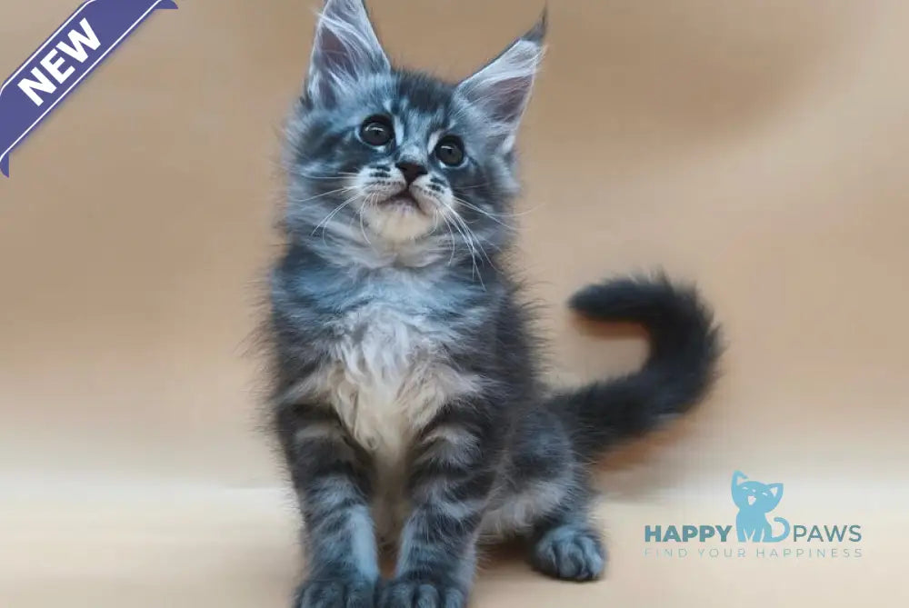 Roy Maine Coon male blue tabby live animals