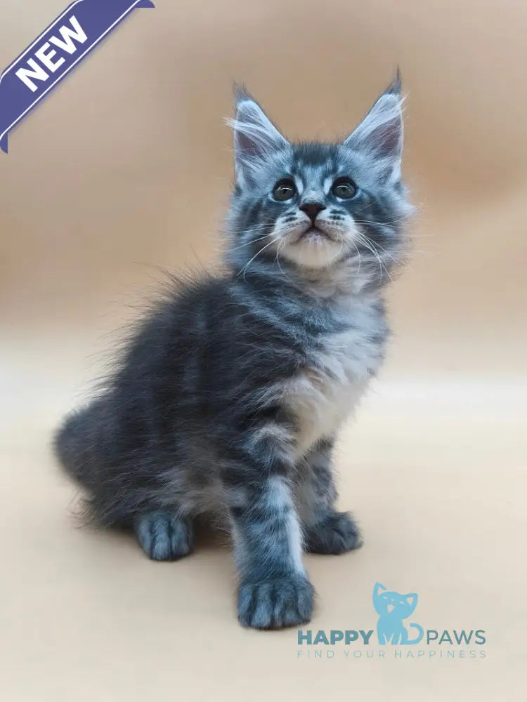 Roy Maine Coon male blue tabby live animals