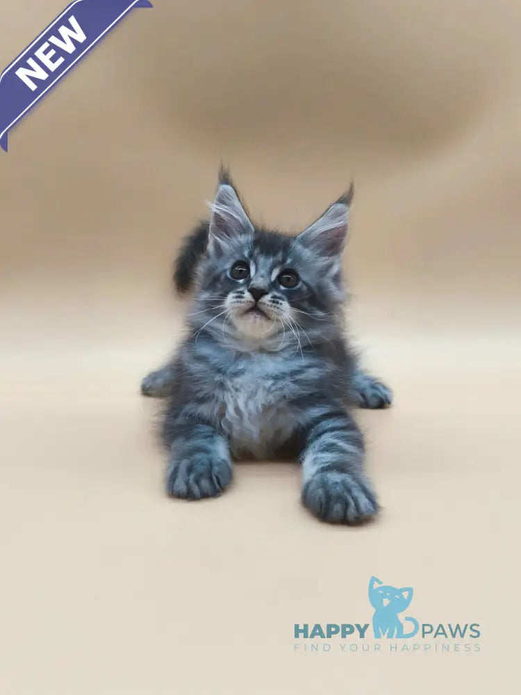 Roy Maine Coon male blue tabby live animals