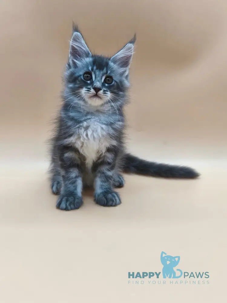 Roy Maine Coon male blue tabby live animals