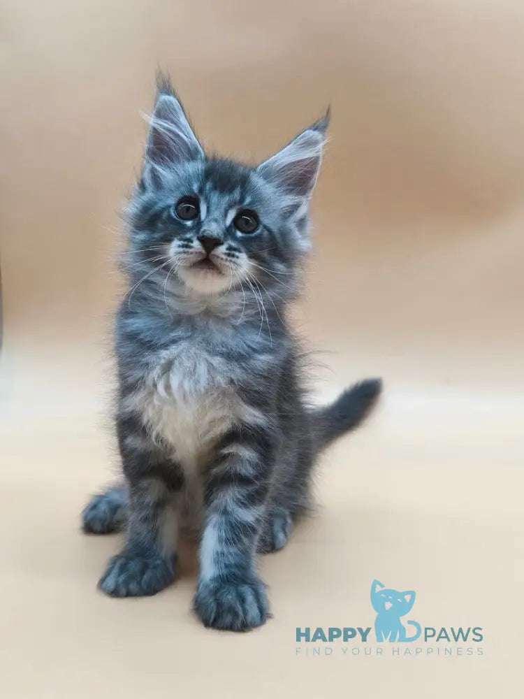 Roy Maine Coon male blue tabby live animals