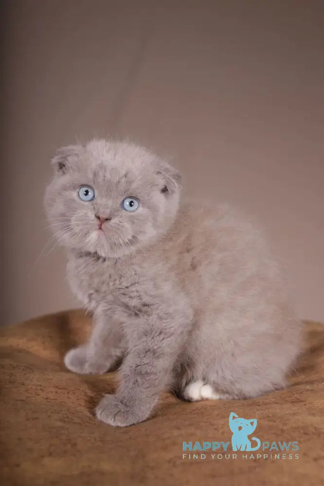 Royal Scottish Fold male lilac live animals