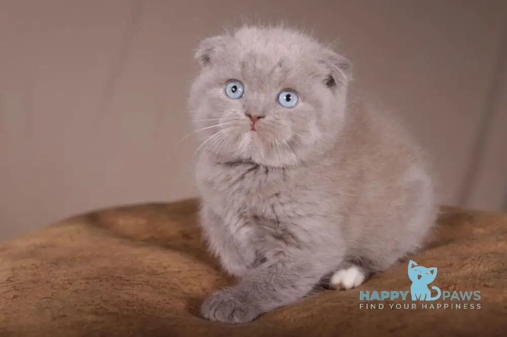Royal Scottish Fold male lilac live animals