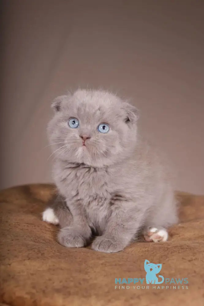Royal Scottish Fold male lilac live animals