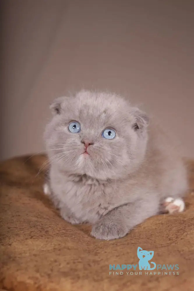 Royal Scottish Fold male lilac live animals