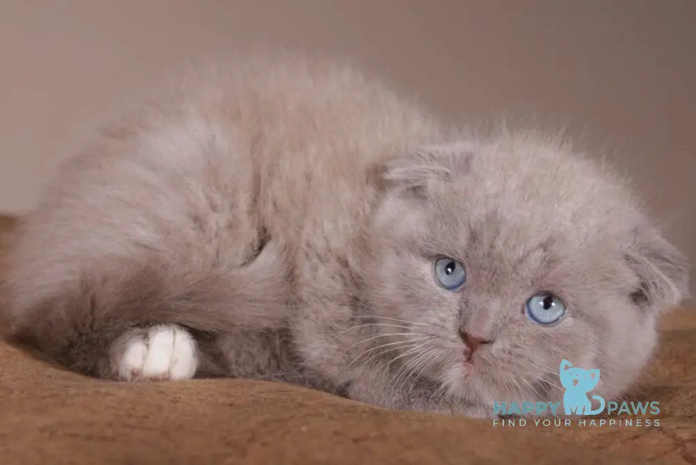 Royal Scottish Fold male lilac live animals