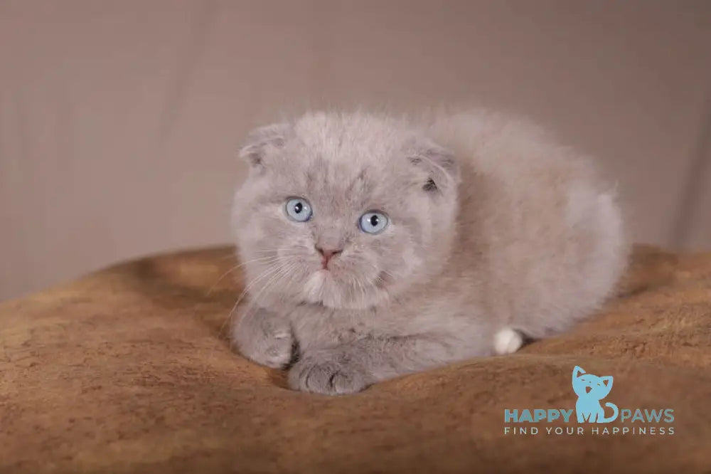 Royal Scottish Fold male lilac live animals