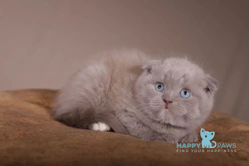 Royal Scottish Fold male lilac live animals