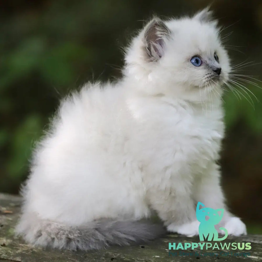 Royce Ragdoll male blue mitted - live animals
