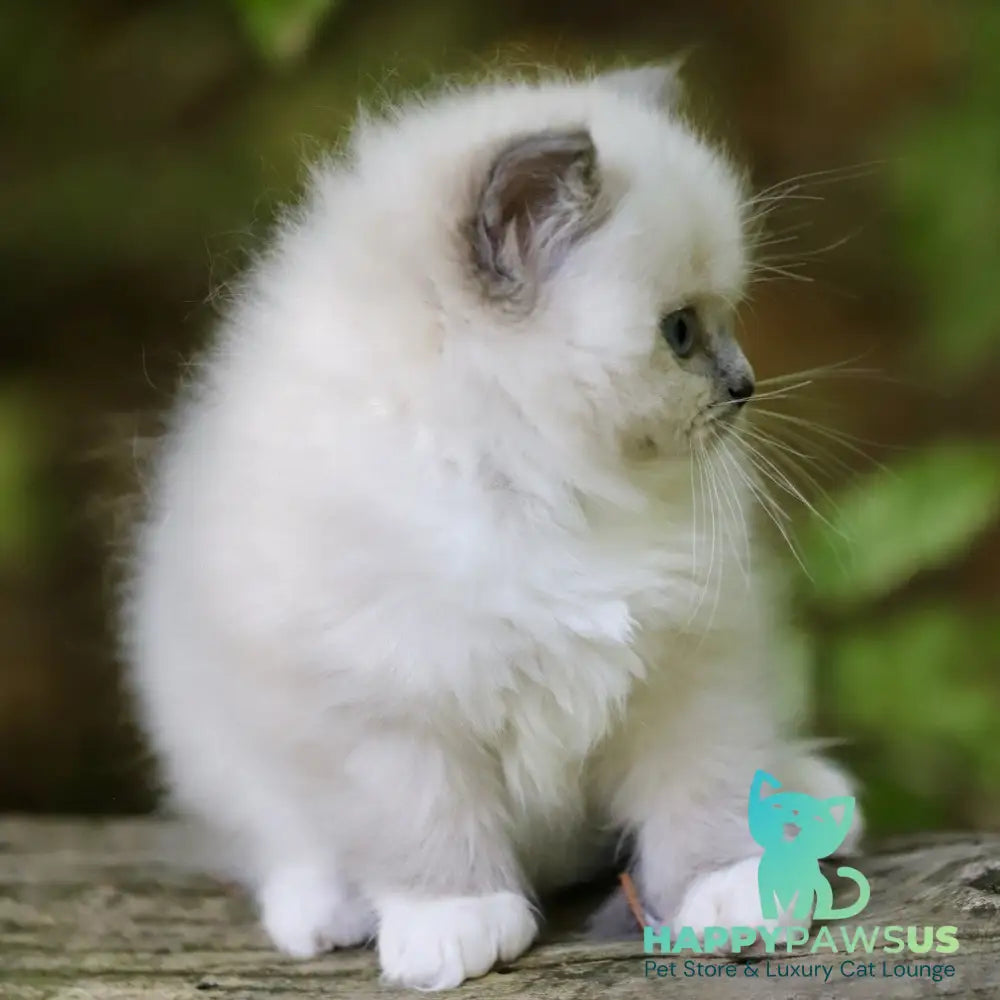 Royce Ragdoll male blue mitted - live animals