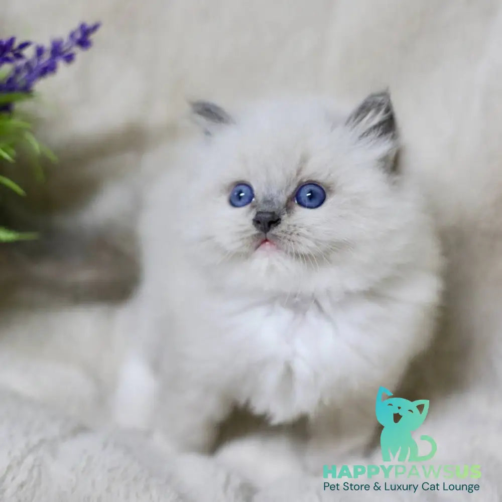 Royce Ragdoll male blue mitted - live animals