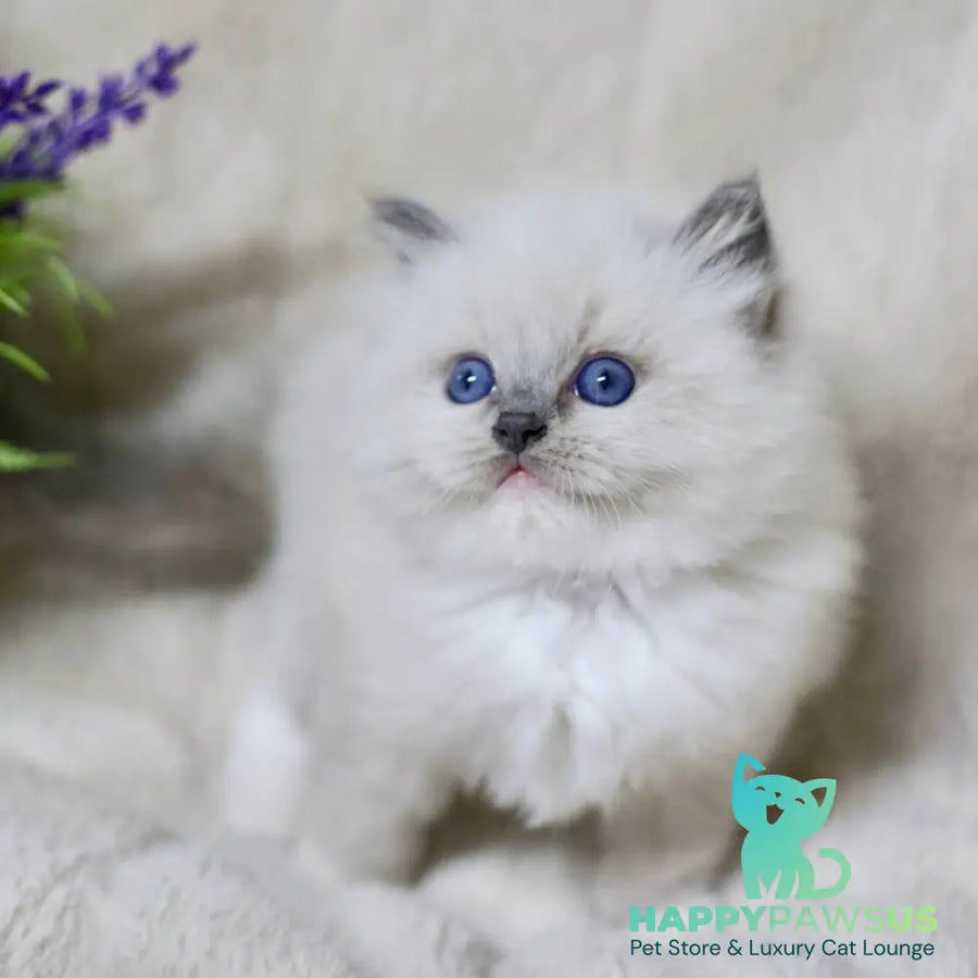 Royce Ragdoll male blue mitted - live animals