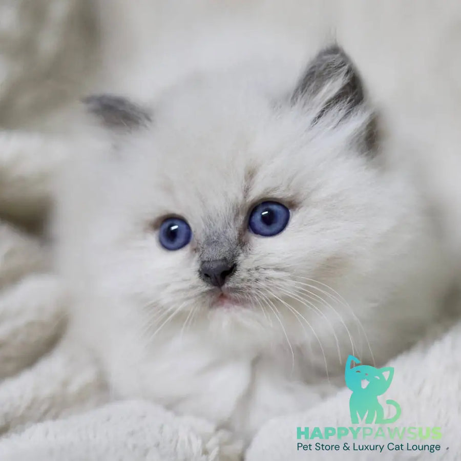 Royce Ragdoll male blue mitted - live animals