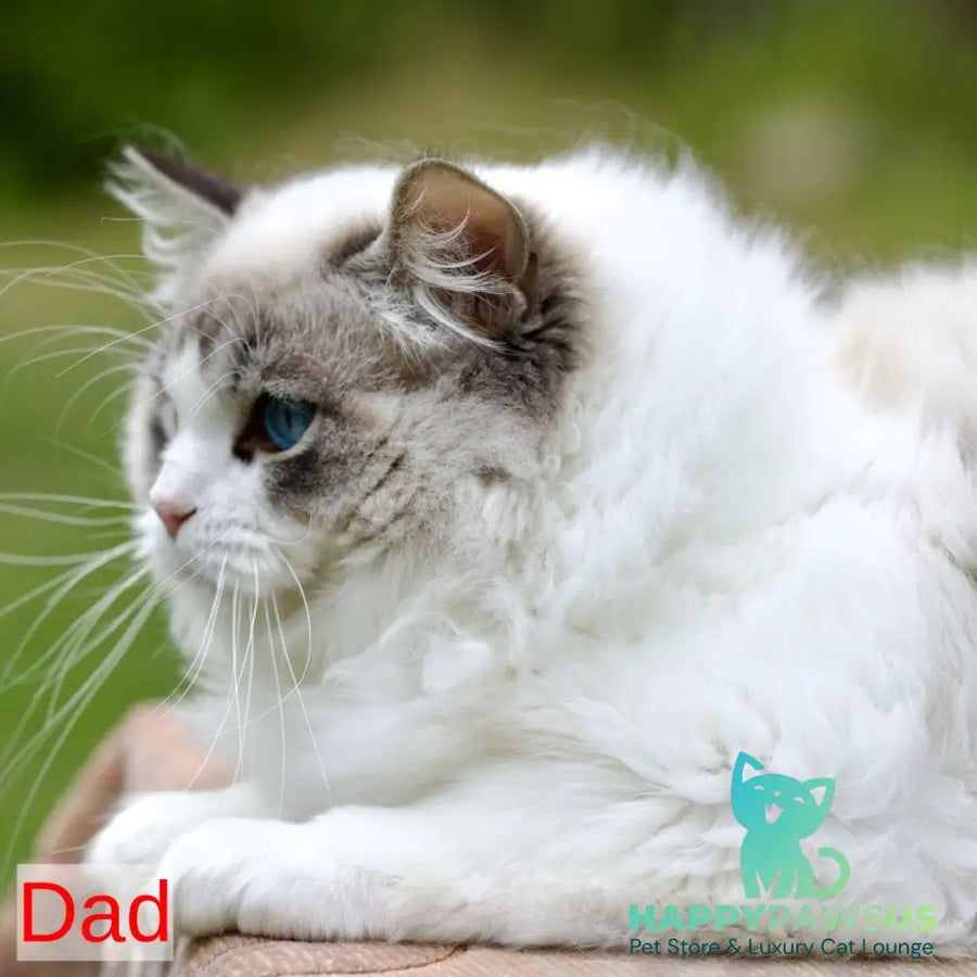 Royce Ragdoll male blue mitted - live animals