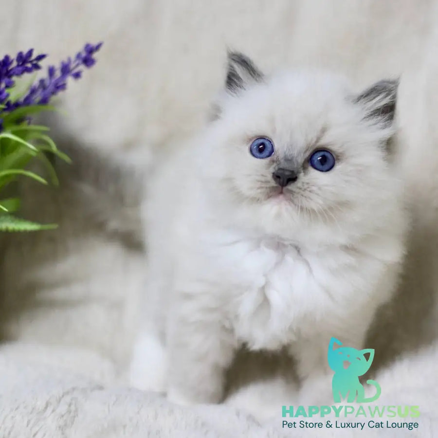 Royce Ragdoll male blue mitted - live animals
