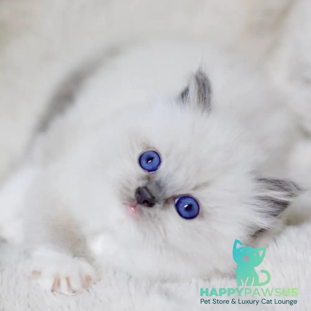 Royce Ragdoll male blue mitted - live animals