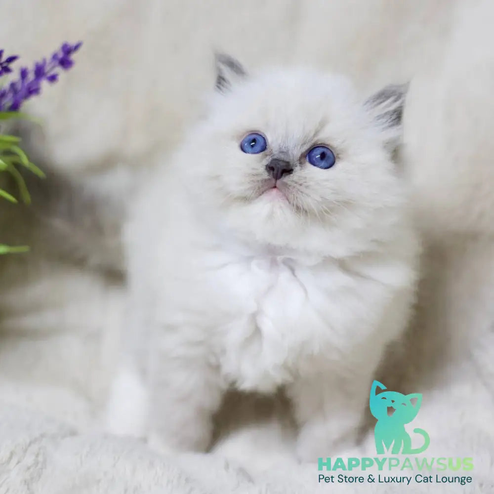 Royce Ragdoll male blue mitted - live animals