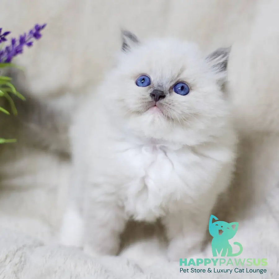 Royce Ragdoll male blue mitted - live animals