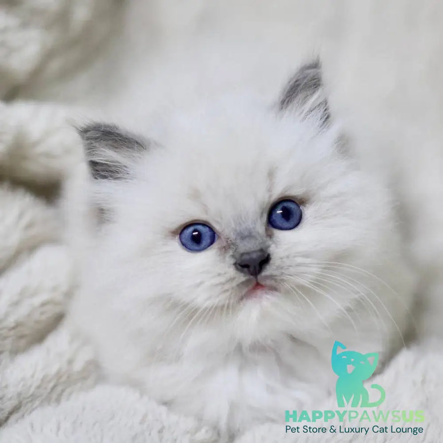 Royce Ragdoll male blue mitted - live animals