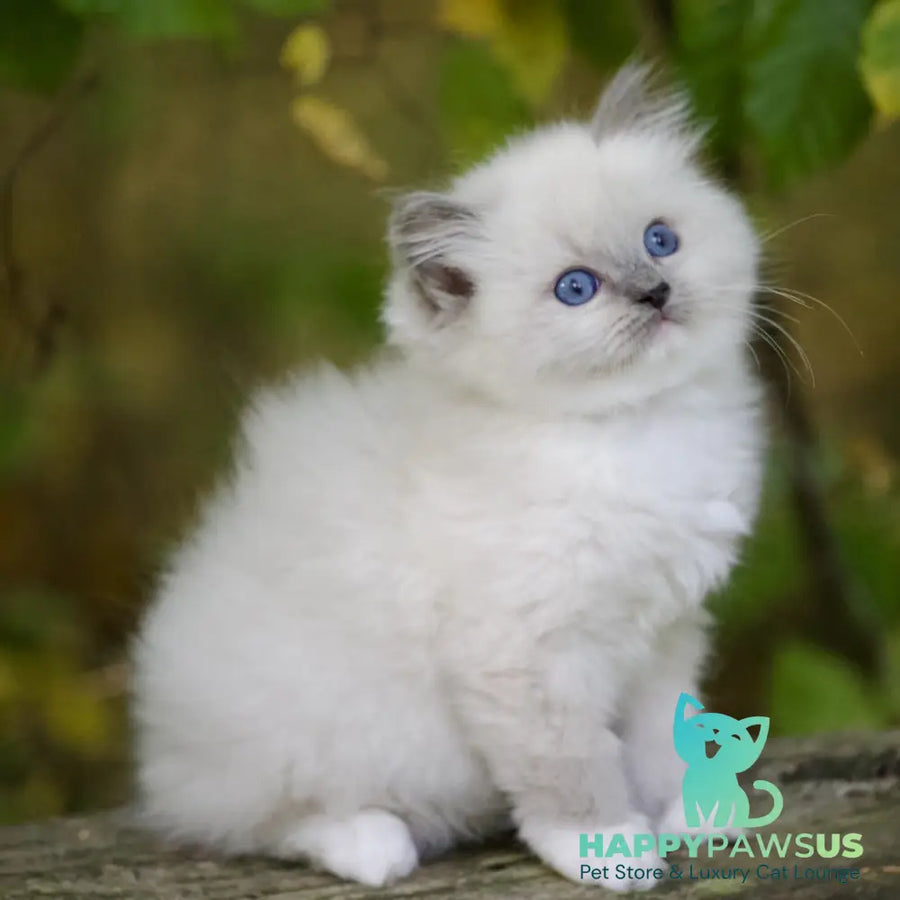 Royce Ragdoll male blue mitted - live animals