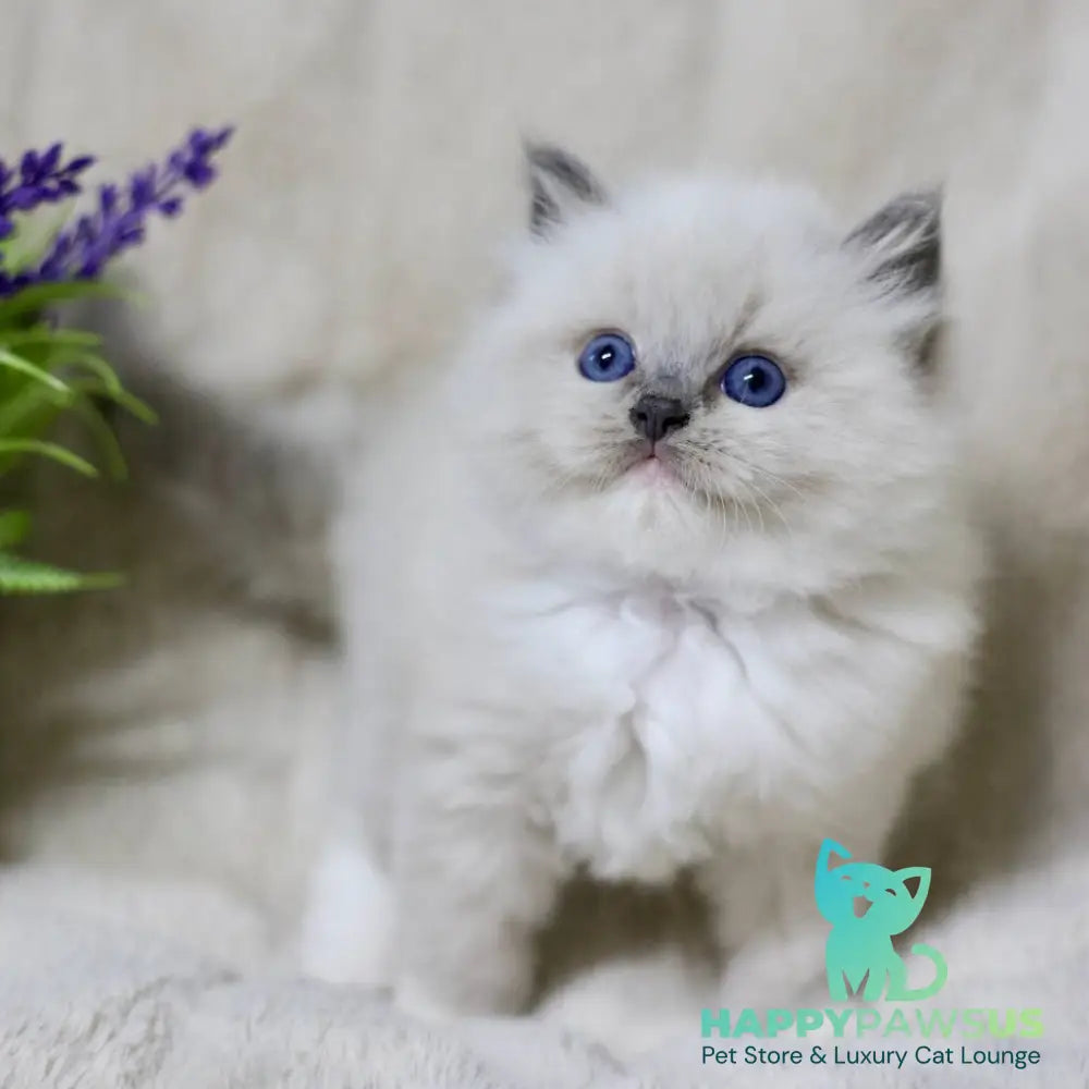 Royce Ragdoll male blue mitted - live animals
